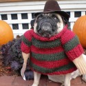 9 Dogs Dressed Like Freddy Krueger