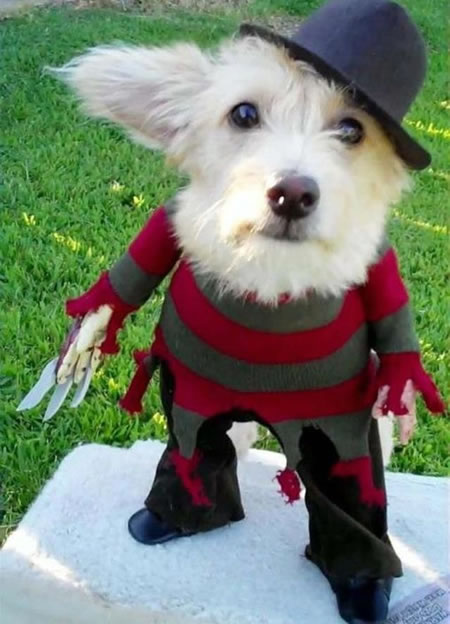 9 Dogs Dressed Like Freddy Krueger - Riot Daily